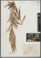 Foto von Salix purpurea L. x Salix viminalis L.
